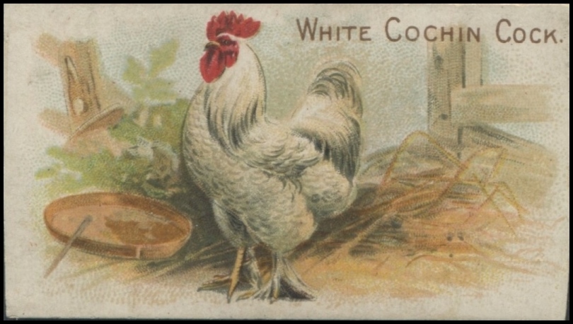 White Cochin Cock